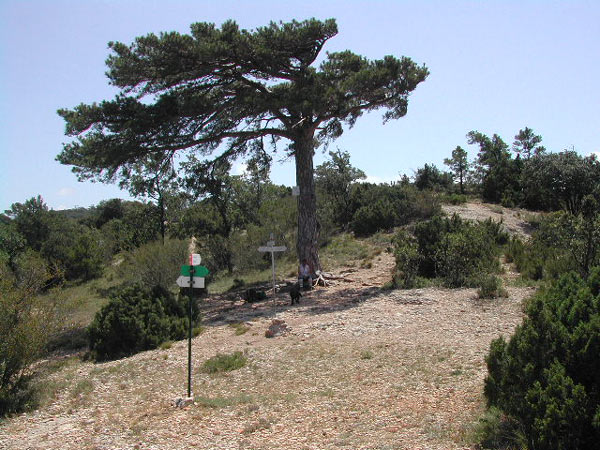 Pi de la Carabasseta el Montsant